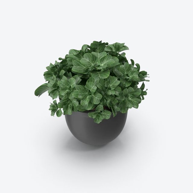 Eco-Friendly Plant Pot (Pack of 6)